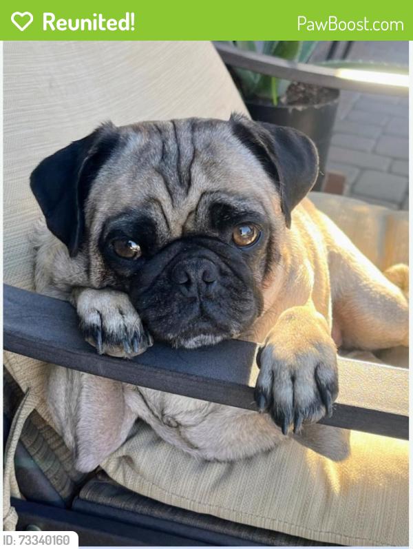 Reunited Female Dog last seen Near W Mission Lane, Glendale, AZ, Glendale, AZ 85302