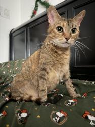 Reunited Female Cat last seen Gage & King Ave., Bell, CA 90201