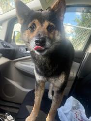 Reunited Male Dog last seen Clearwaterl largo rd, w bay drive, Largo, FL 33770