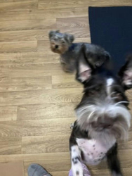 Lost Female Dog last seen Rolling Hills, Unicoi County, TN 37650