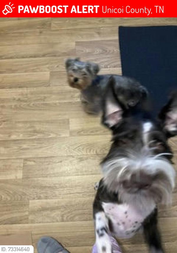 Lost Female Dog last seen Rolling Hills, Unicoi County, TN 37650