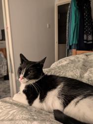 Lost Male Cat last seen Admaston Road, Wellington, England TF1 3ND