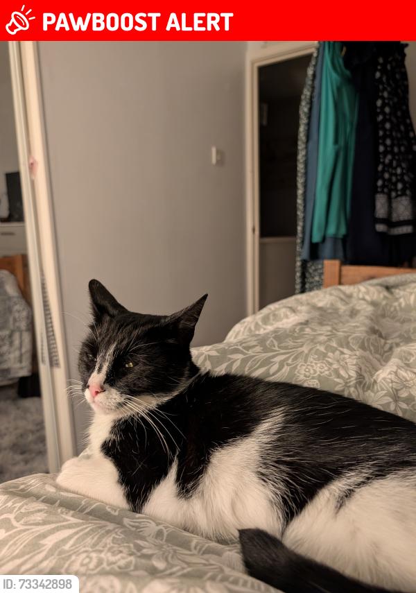 Lost Male Cat last seen Admaston Road, Wellington, England TF1 3ND