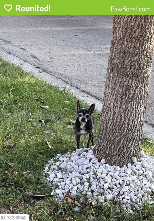 Reunited Male Dog last seen Hazelwood, Columbus, OH 43229