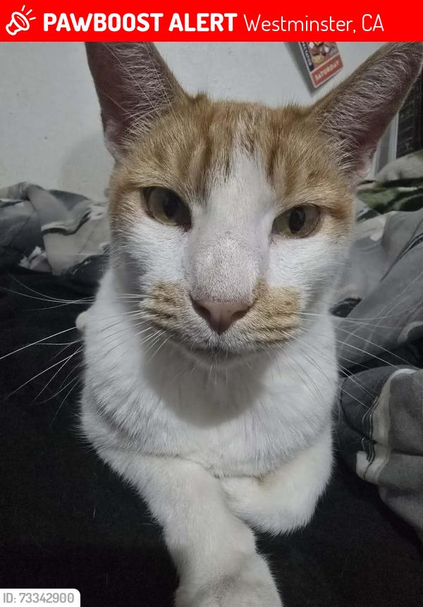 Lost Male Cat last seen Hoover, 21st Street, Westminster, CA 92683