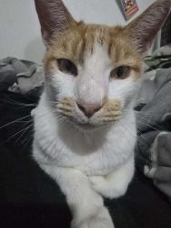 Lost Male Cat last seen Hoover, 21st Street, Westminster, CA 92683