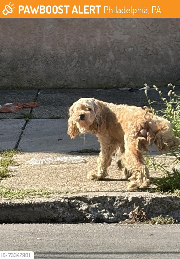 Found/Stray Male Dog last seen Mifflin Park, Philadelphia, PA 19148