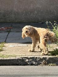 Found/Stray Male Dog last seen Mifflin Park, Philadelphia, PA 19148