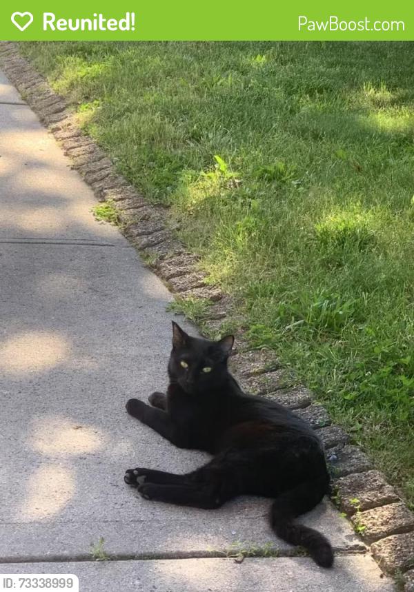 Reunited Female Cat last seen Utopia Pkwy, Queens, NY, 美國, Queens, NY 11358