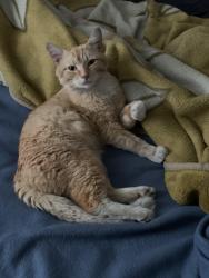 Lost Male Cat last seen Wilcox and carr street Elgin I’ll 60123, Elgin, IL 60123