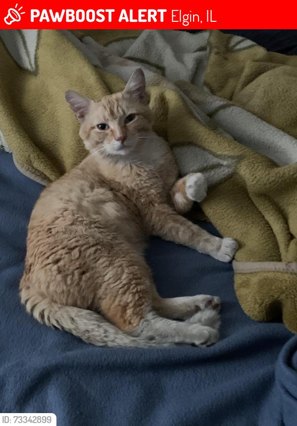 Lost Male Cat last seen Wilcox and carr street Elgin I’ll 60123, Elgin, IL 60123