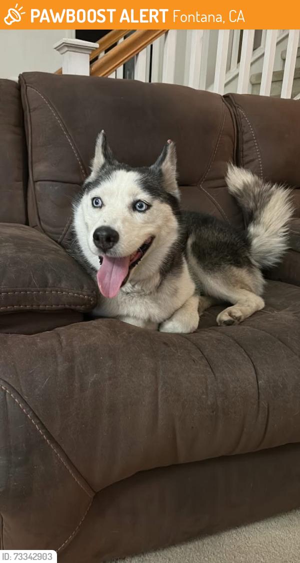 Found/Stray Female Dog last seen Near David W Long Elementary School, Fontana, CA 92336