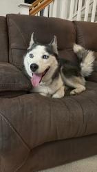 Found/Stray Female Dog last seen Near David W Long Elementary School, Fontana, CA 92336