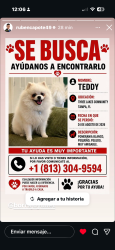 Lost Male Dog last seen Sheldon Rd, Tampa, FL 33635