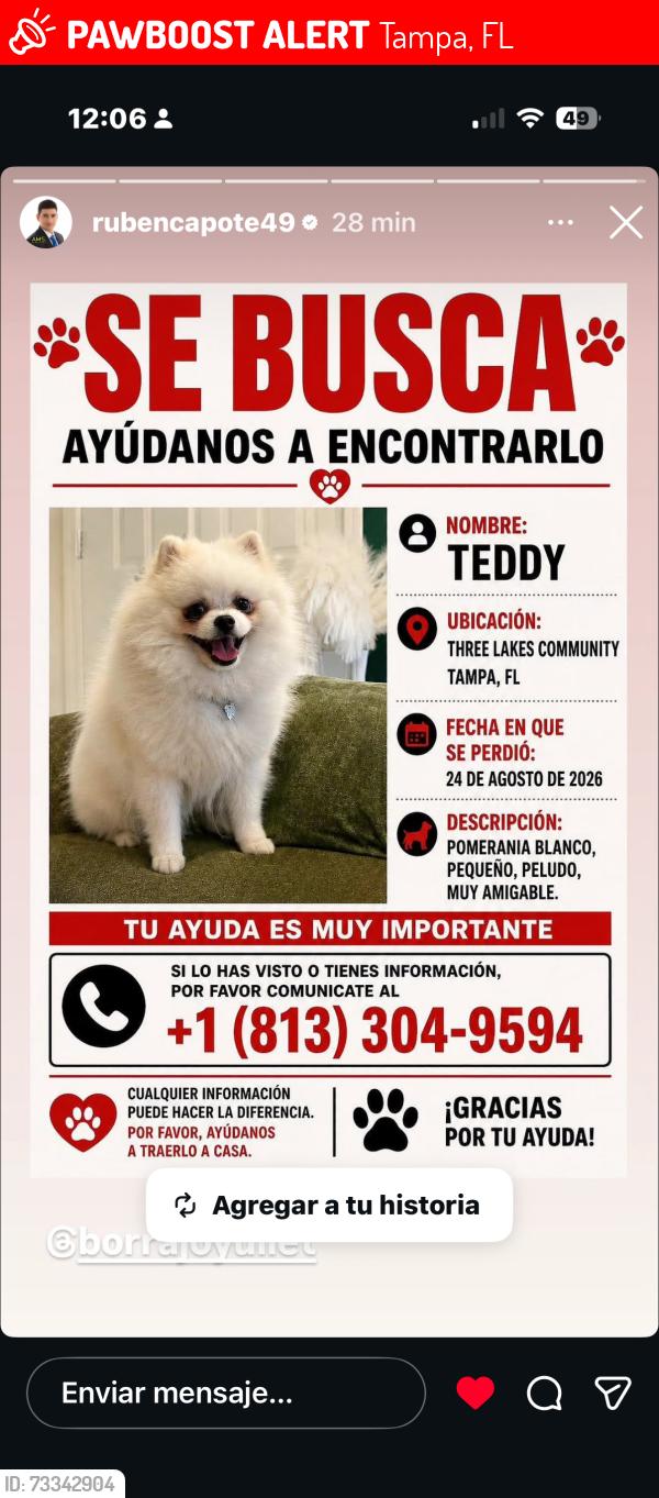Lost Male Dog last seen Sheldon Rd, Tampa, FL 33635