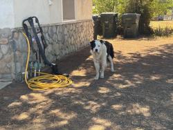 Found/Stray Unknown Dog last seen Corey Street & Limonite, Riverside, CA 92509