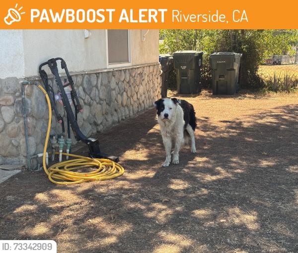Found/Stray Unknown Dog last seen Corey Street & Limonite, Riverside, CA 92509