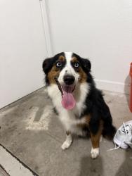 Found/Stray Male Dog last seen North Miami, Miami, FL 33150