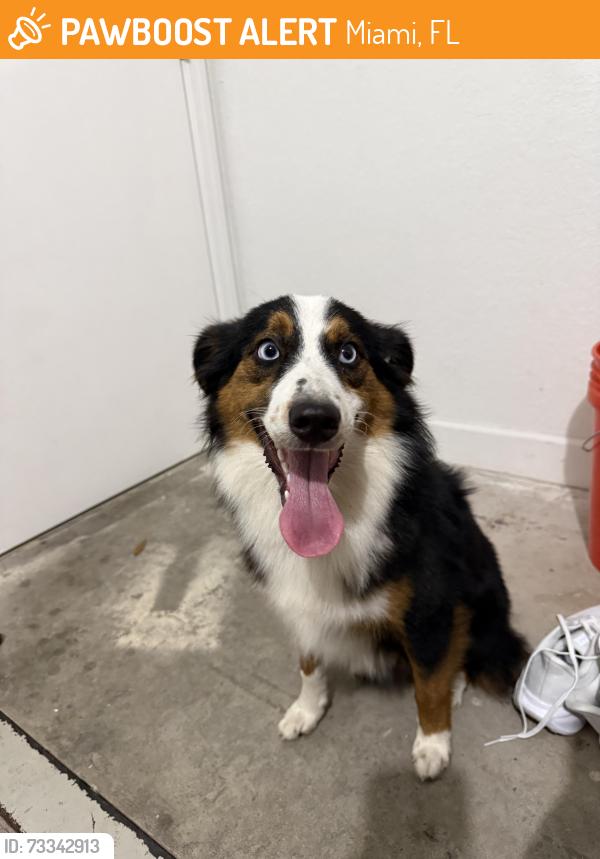Found/Stray Male Dog last seen North Miami, Miami, FL 33150
