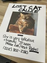 Lost Female Cat last seen Brooke Road and Parham near the Walmart, closer to Lakeside Blvd, Richmond, VA 23227