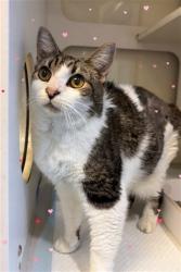 Shelter Stray Female Cat last seen Near BLOCK W 46 ST, 3599 NW 79th Ave, Doral, FL 33122, USA