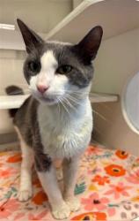 Shelter Stray Male Cat last seen EXIT 24 ON TURNPIKE, 3599 NW 79th Ave, Doral, FL 33122, USA