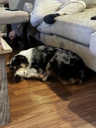 Lost Male Dog last seen Near old Cornelia Hwy, Hall County, GA 30507