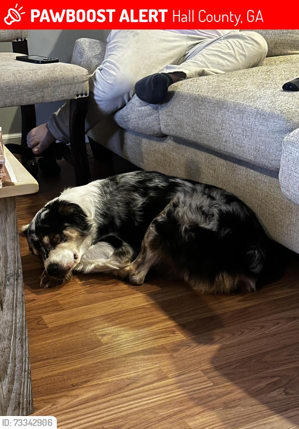 Lost Male Dog last seen Near old Cornelia Hwy, Hall County, GA 30507