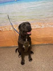 Shelter Stray Female Dog last seen LAS, 3599 NW 79th Ave, Doral, FL 33122, USA