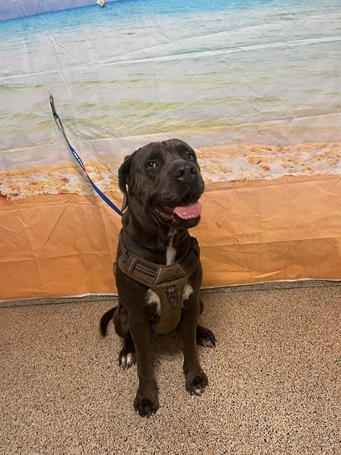 Shelter Stray Female Dog last seen LAS, 3599 NW 79th Ave, Doral, FL 33122, USA