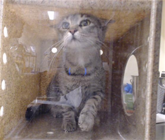 Shelter Stray Female Cat last seen Near BLOCK DENVER RD, DENVER CO 80219, 1241 W Bayaud Ave, Denver, CO 80223, USA