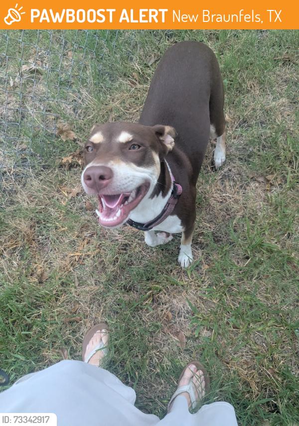 Found/Stray Female Dog last seen Unicorn and W. merriweather, New Braunfels, TX 78130