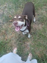 Found/Stray Female Dog last seen Unicorn and W. merriweather, New Braunfels, TX 78130