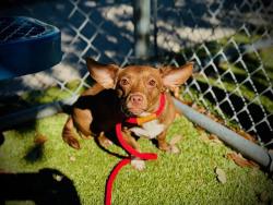 Shelter Stray Female Dog last seen , 2769 Conroy Rd, Orlando, FL 32839, USA