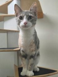 Shelter Stray Female Cat last seen ST PETERS, 4850 Mid Rivers Mall Dr, St Peters, MO 63376, USA