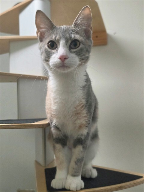 Shelter Stray Female Cat last seen ST PETERS, 4850 Mid Rivers Mall Dr, St Peters, MO 63376, USA