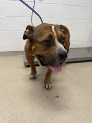 Shelter Stray Male Dog last seen ALAMANCE COUNTY, 221 Stone Quarry Rd, Burlington, NC 27217, USA