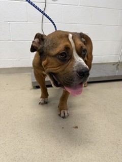 Shelter Stray Male Dog last seen ALAMANCE COUNTY, 221 Stone Quarry Rd, Burlington, NC 27217, USA
