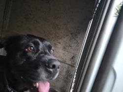 Shelter Stray Male Dog last seen Near BLOCK SAINT MARYS ST, DETROIT, MI 48228, 7401 Chrysler Dr, Detroit, MI 48211, USA