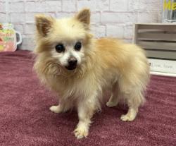 Shelter Stray Male Dog last seen Near BLOCK ROBSON ST, DETROIT MI 48235, 7401 Chrysler Dr, Detroit, MI 48211, USA