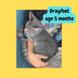 Reunited Male Cat last seen Across the street from Cabin Creek Brewing; @ Georgetown Lake, Georgetown, CO 80444