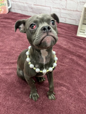 Shelter Stray Female Dog last seen Near BLOCK SAINT CYRIL AVE, DETROIT MI 48213, 7401 Chrysler Dr, Detroit, MI 48211, USA
