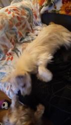Found/Stray Male Dog last seen Lakeview Dr and varsity, Grand Prairie, TX 75051