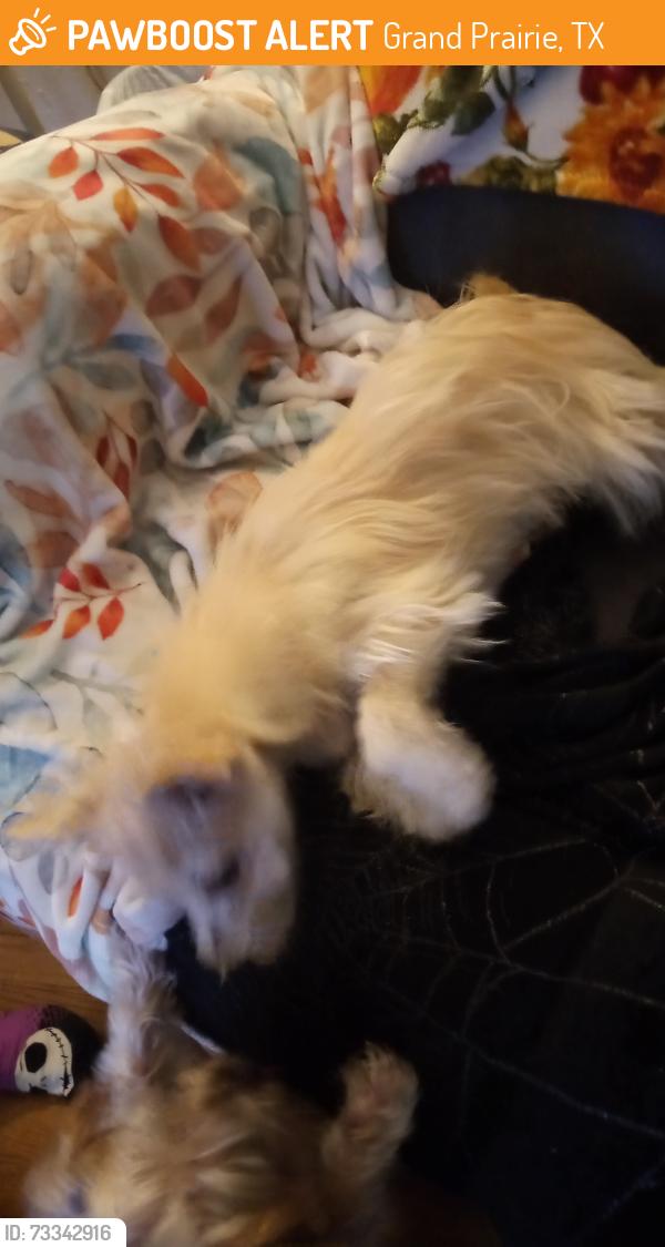 Found/Stray Male Dog last seen Lakeview Dr and varsity, Grand Prairie, TX 75051