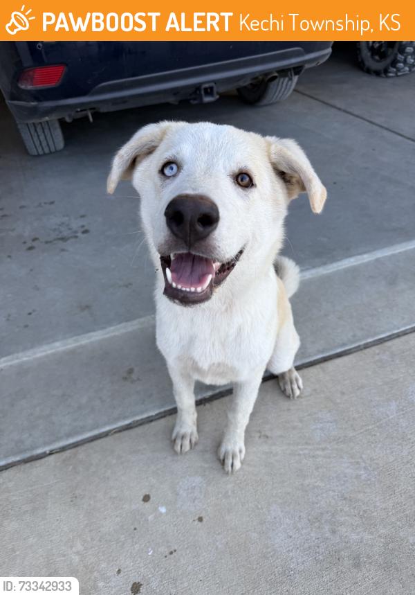Found/Stray Female Dog last seen 77th and hillside, Kechi Township, KS 67147