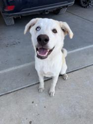 Found/Stray Female Dog last seen 77th and hillside, Kechi Township, KS 67147