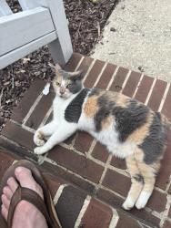 Found/Stray Female Cat last seen Six Forks Rd, Raleigh, NC 27609