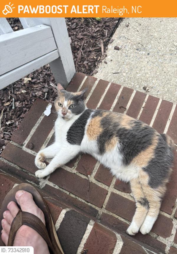 Found/Stray Female Cat last seen Six Forks Rd, Raleigh, NC 27609