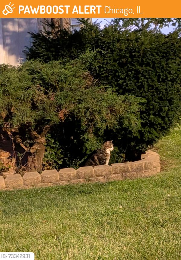 Found/Stray Unknown Cat last seen W Catalpa and N Oketo, Oriole Park, Chicago, Chicago, IL 60631