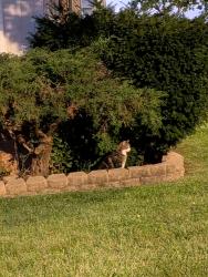 Found/Stray Unknown Cat last seen W Catalpa and N Oketo, Oriole Park, Chicago, Chicago, IL 60631